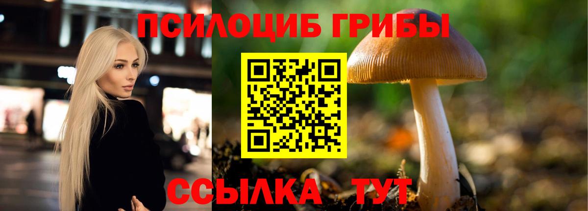 Псилоцибиновые грибы Psilocybe Стрежевой